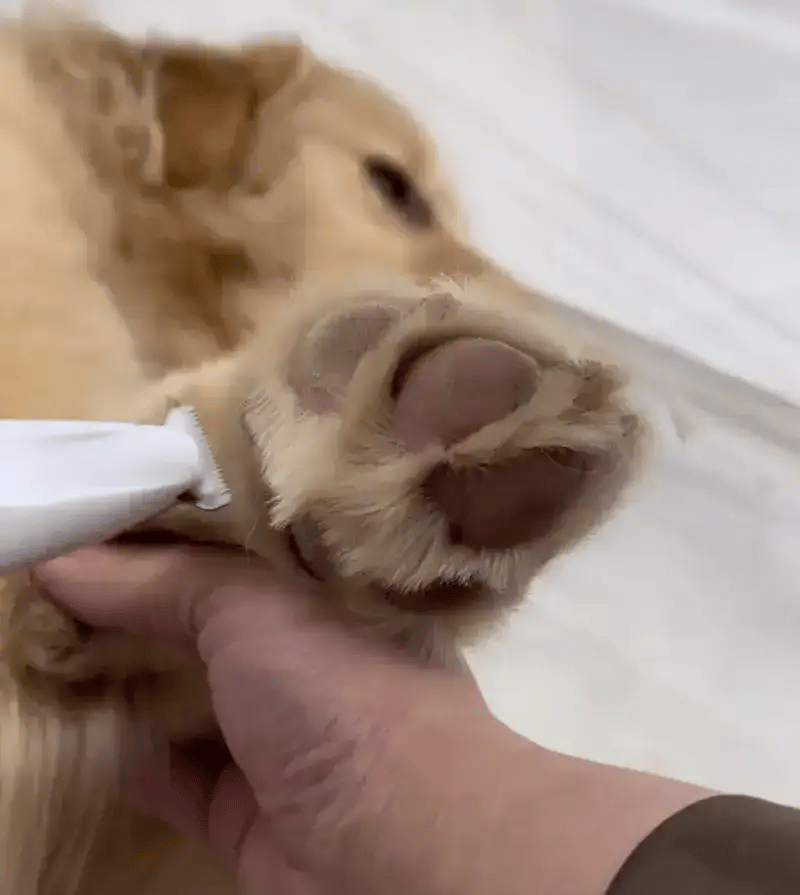 TrimPattes™ | coupe precise pour votre animal de compagnie